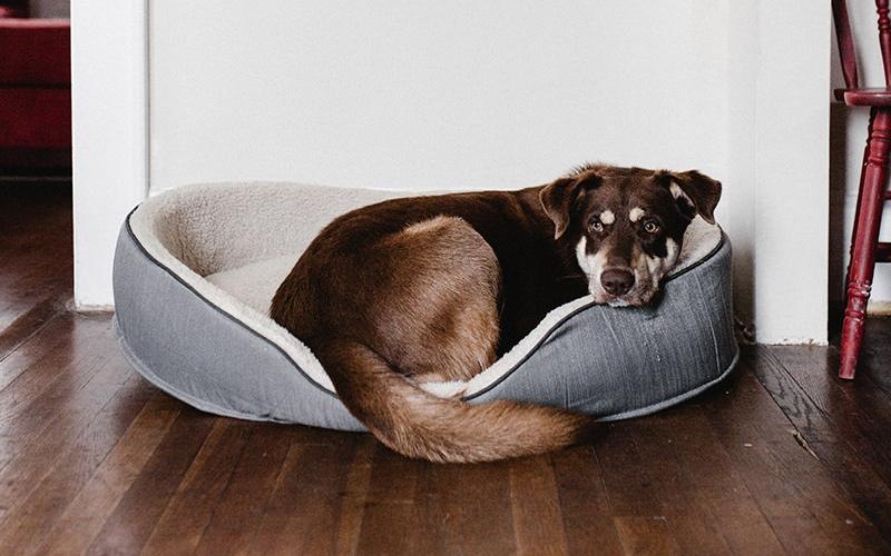 a dog lying in a dog bed